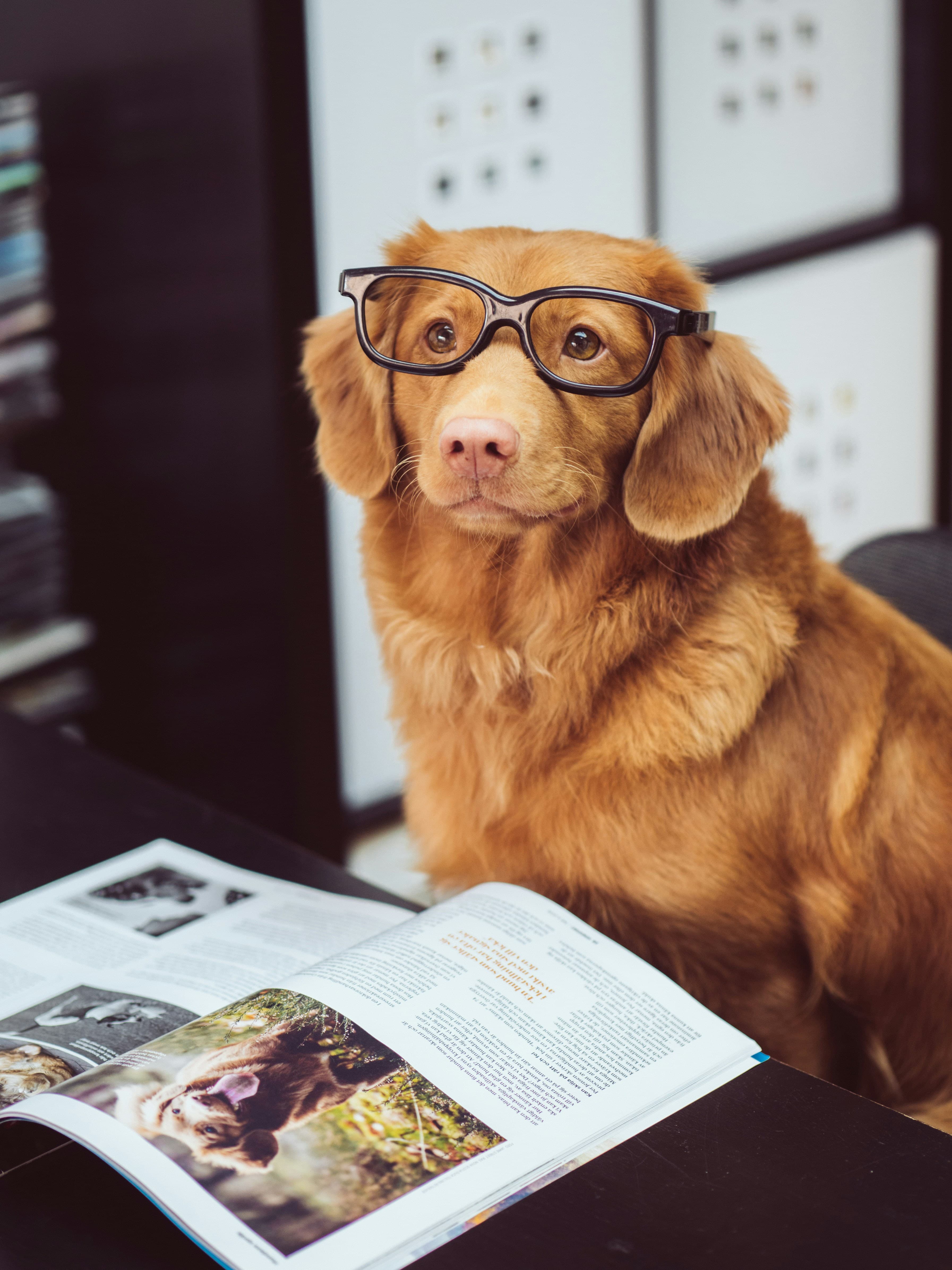 A golden retriever wearing glasses while studying, representing our commitment to educational pet care content