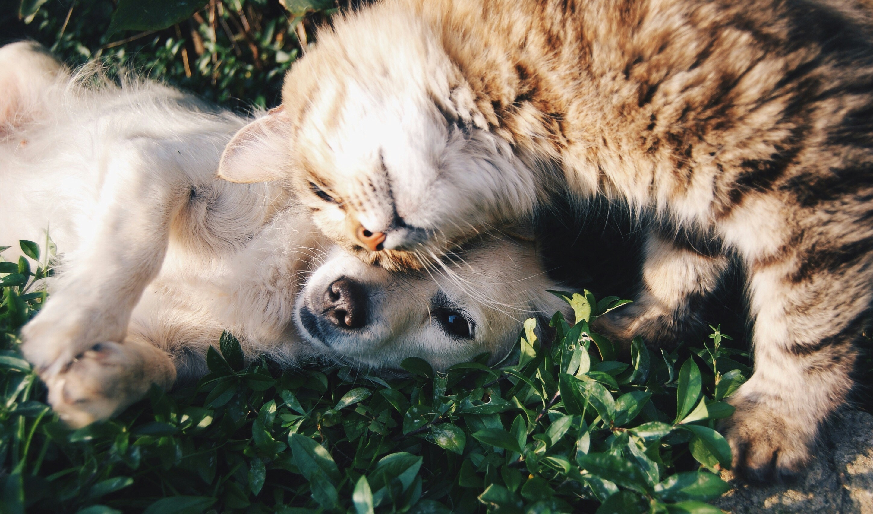 A heartwarming moment between a dog and cat cuddling together, representing the loving bonds we help create through proper pet care education
